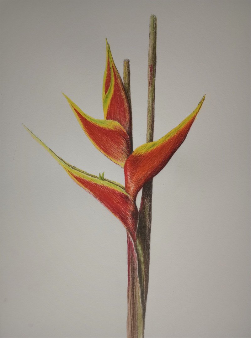 heliconia-bihai