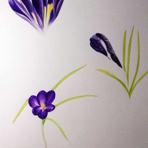 crocus chrysanthus 2 - persevering... 