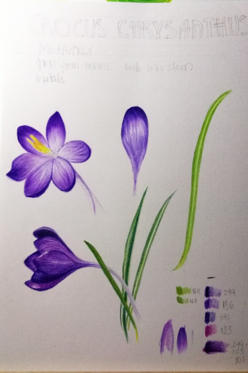 crocus-chrysanthus-1