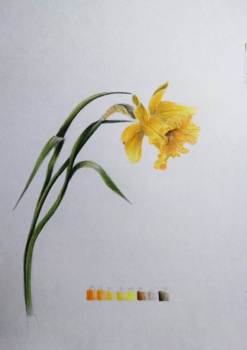 trying-a-daffodil-again
