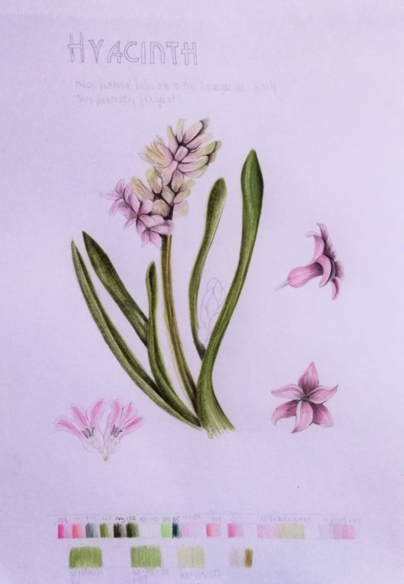 hyacinth-1