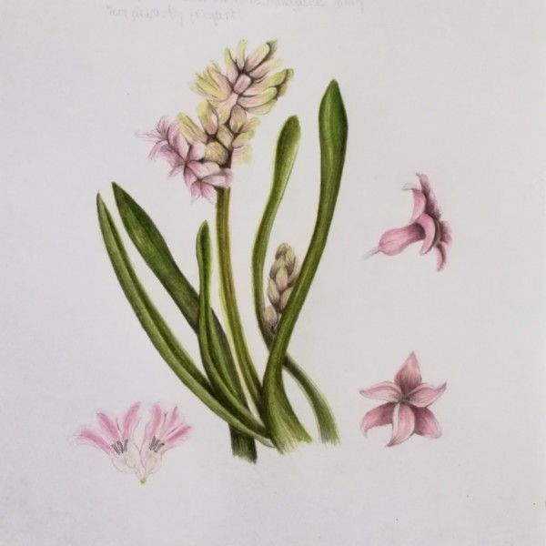 Hyacinth 1 - a