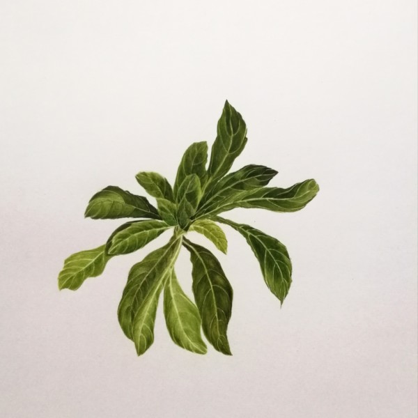 Primrose - Spring Leaf Clusters Workshop