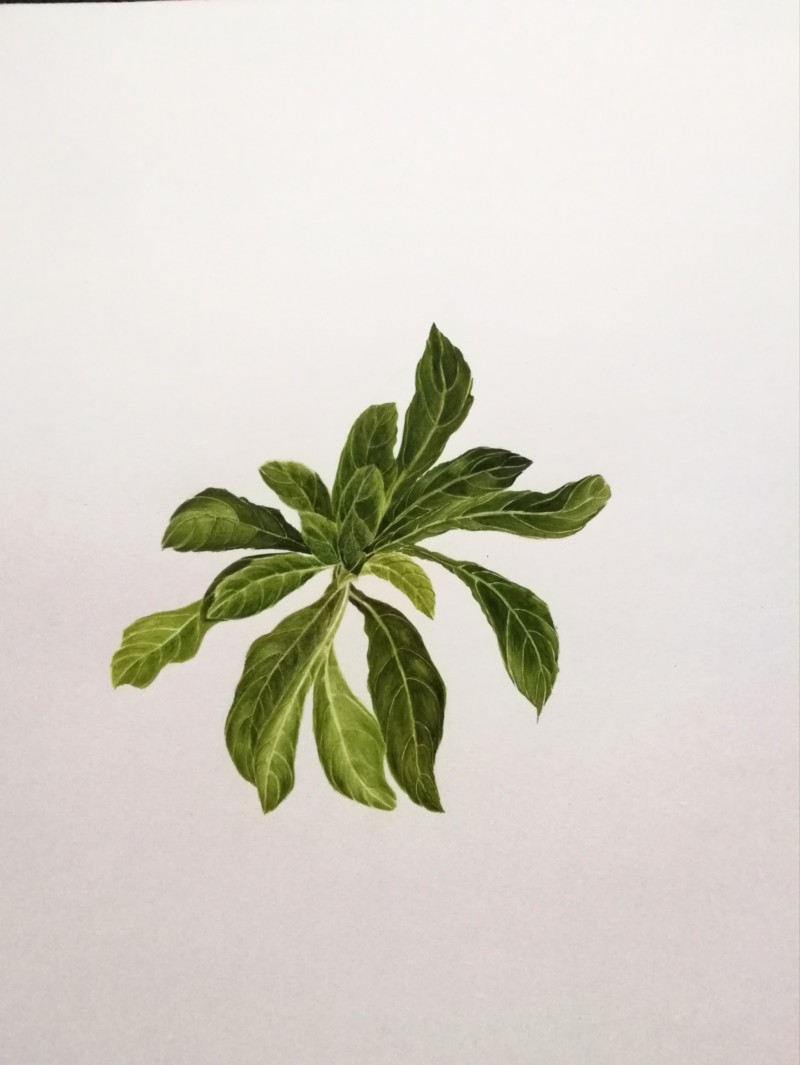 primrose-spring-leaf-clusters-workshop
