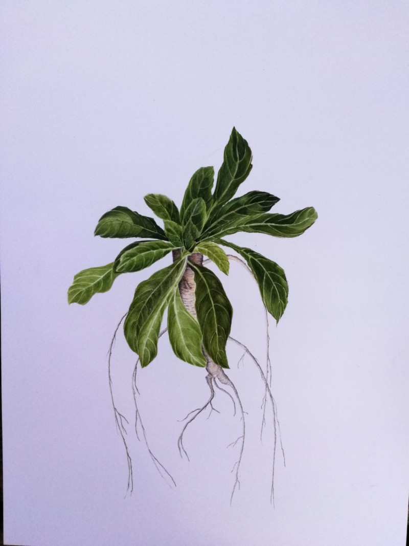 primrose-oenothera-biennis-spring-leaf-clusters-workshop-with-roots
