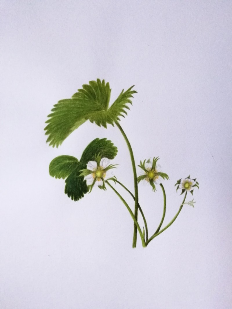 strawberry-4