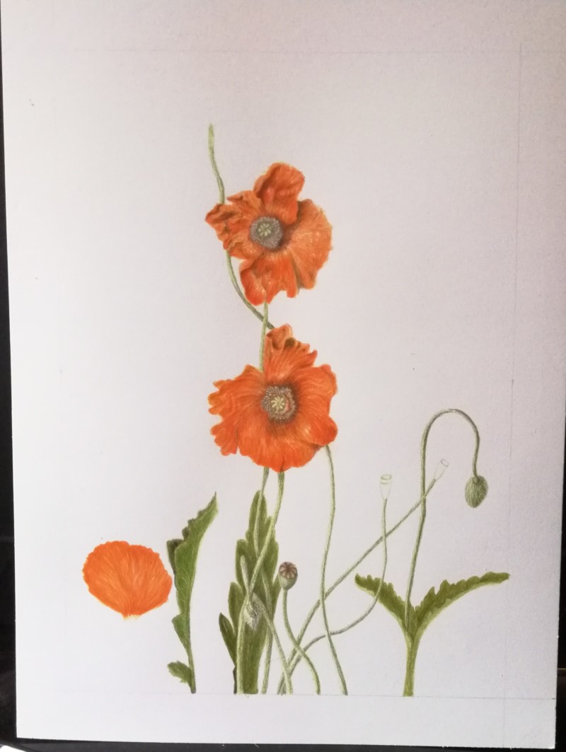 poppies-4