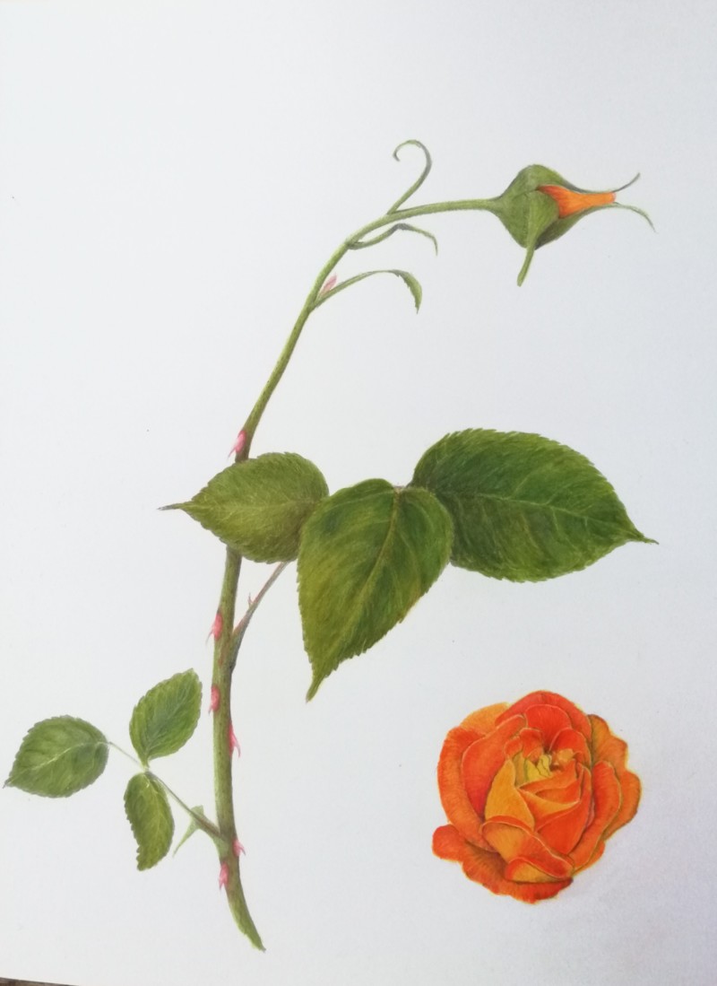 rose-2-2