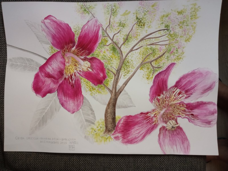 ceiba-speciosa-2