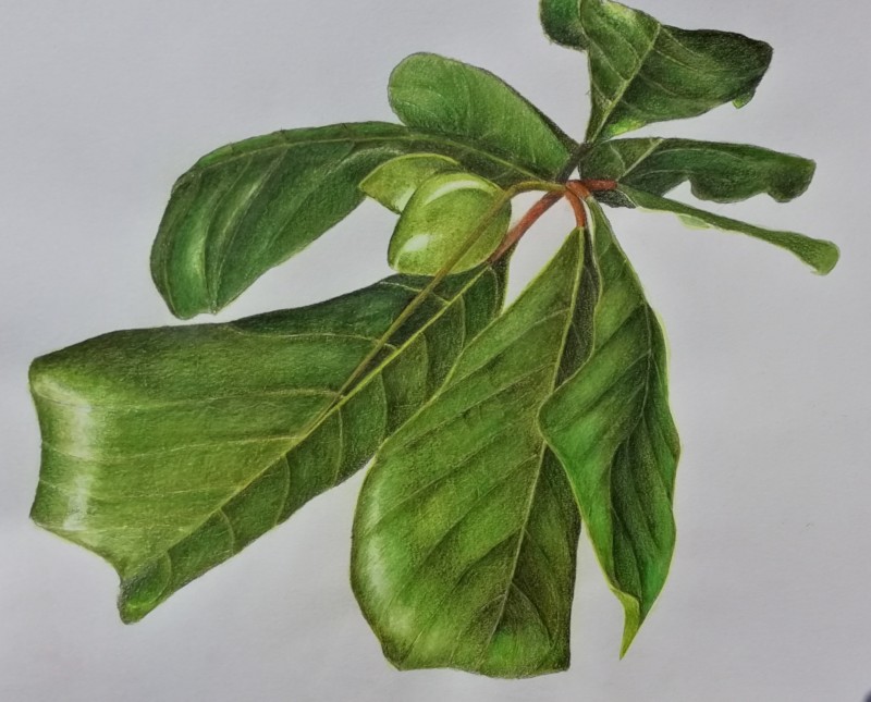 terminalia-catappa-2