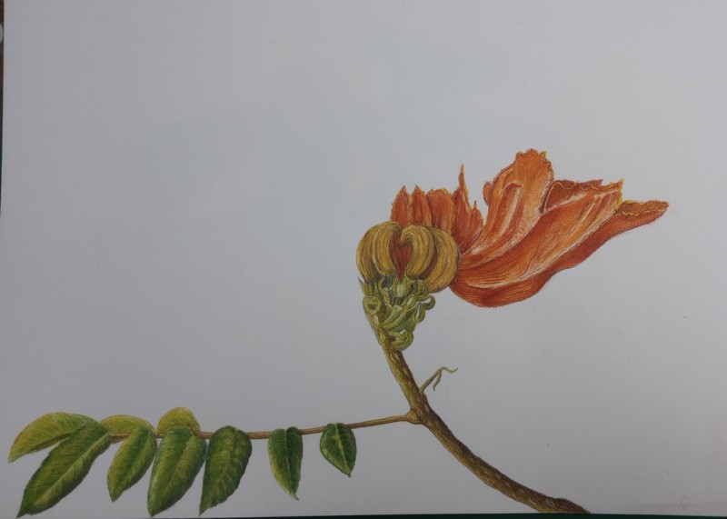 spathodea-campanulata-2