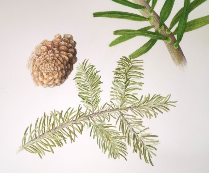 conifer-2