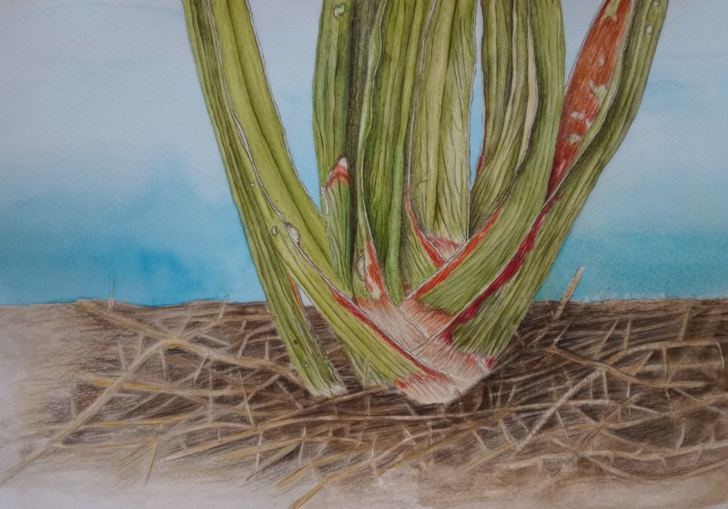 oldupai-plant-sansevieria-ehrenbergii