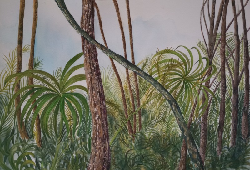 rain-forest