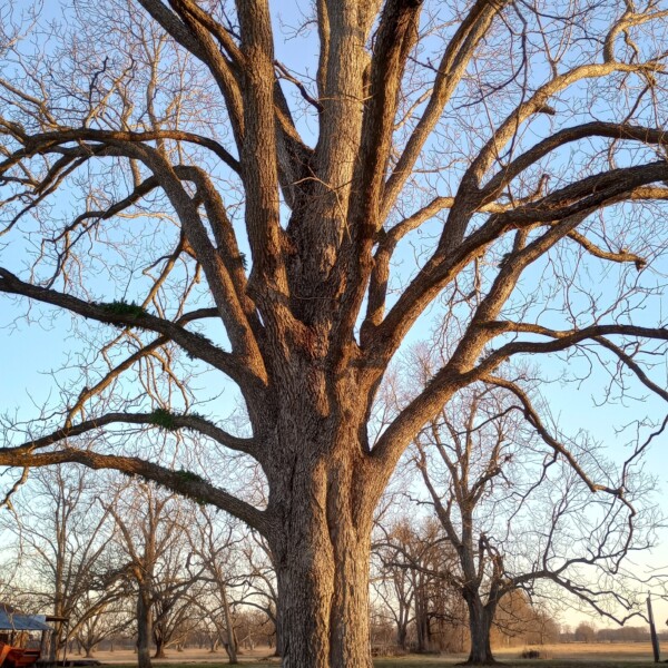 Pecan tree (reference photo)
