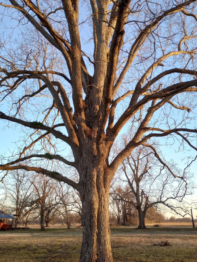 pecan-tree-reference-photo