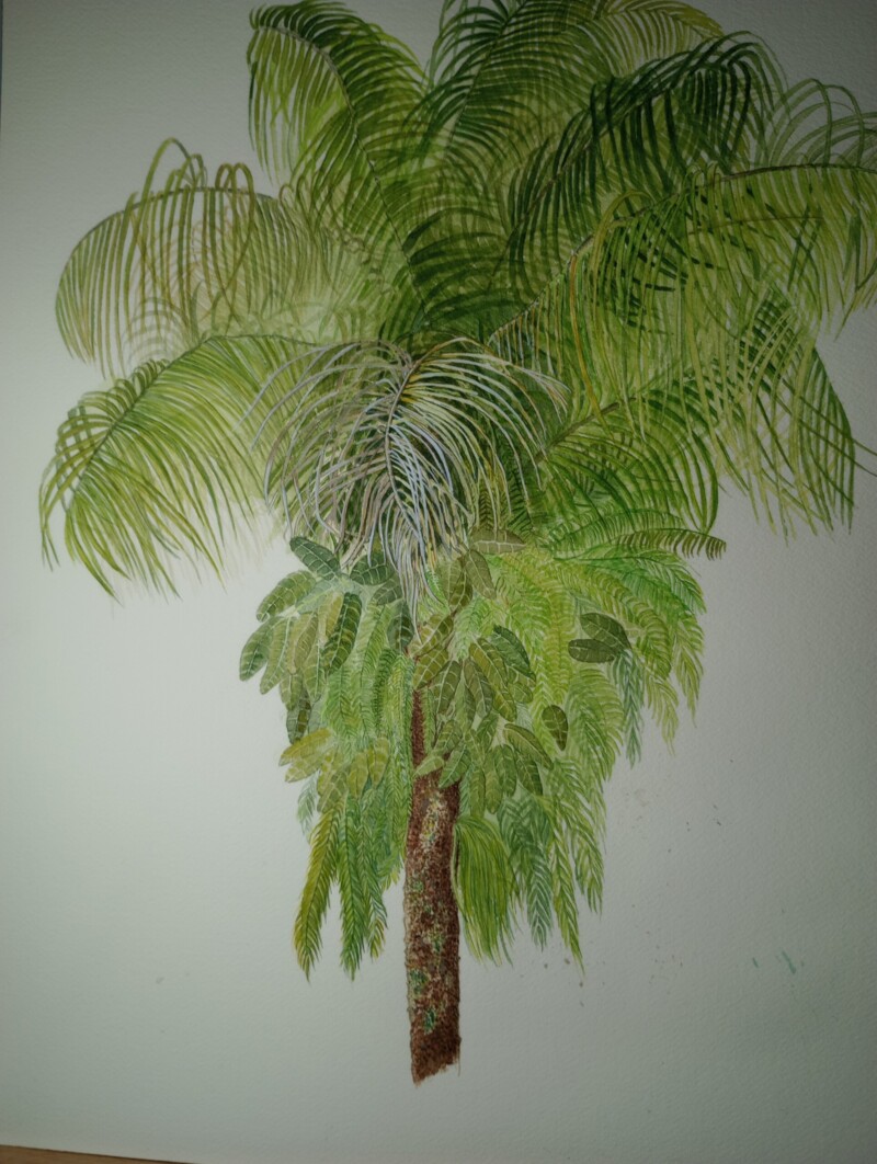 palm-tree