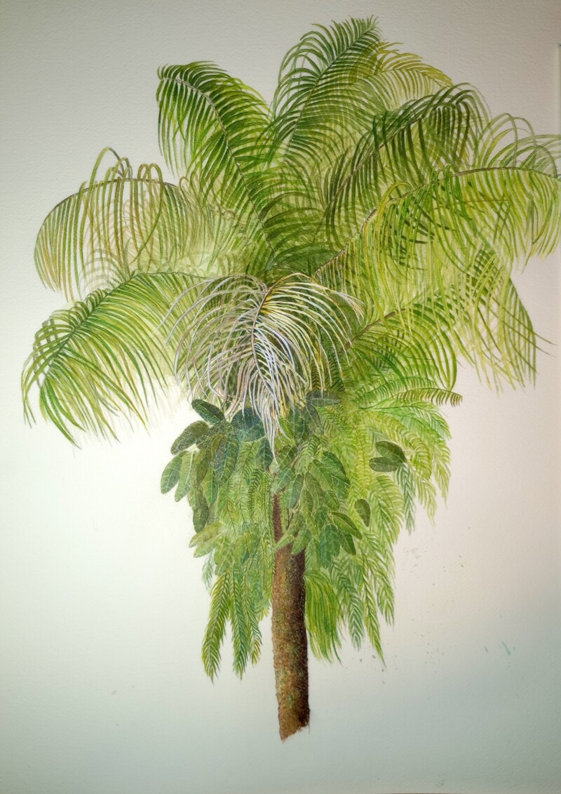 palm-tree-2