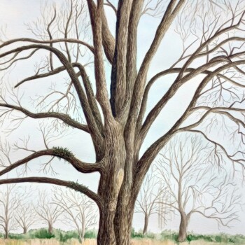 pecan-tree