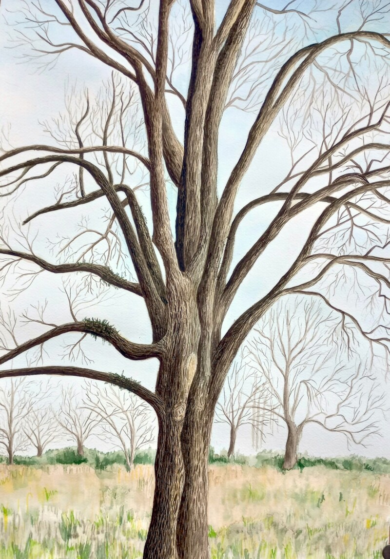 pecan-tree