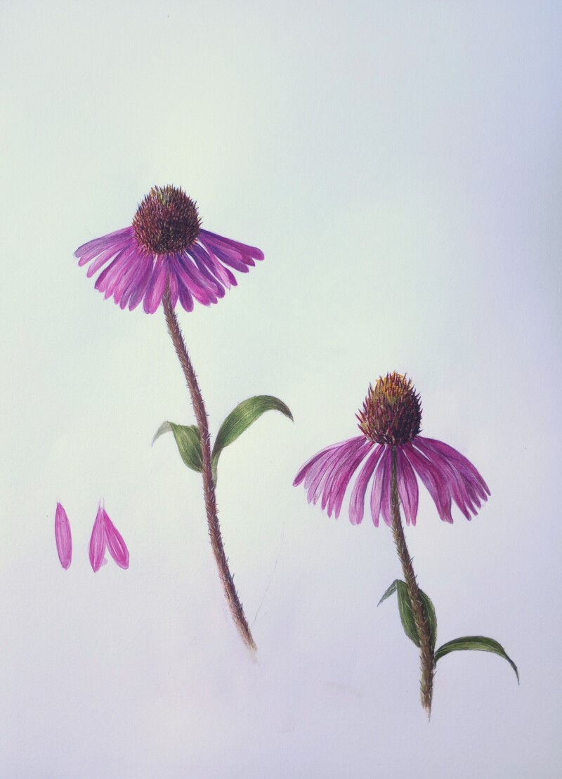 echinacea-purpurea-magnus-probably
