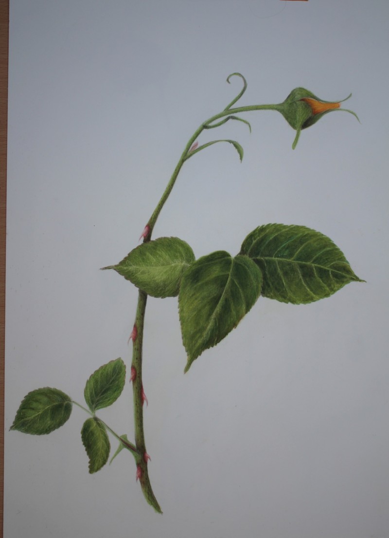 rose-10