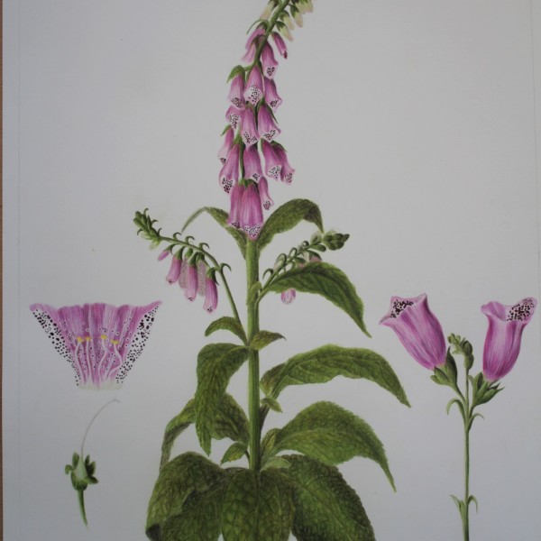 Fox gloves