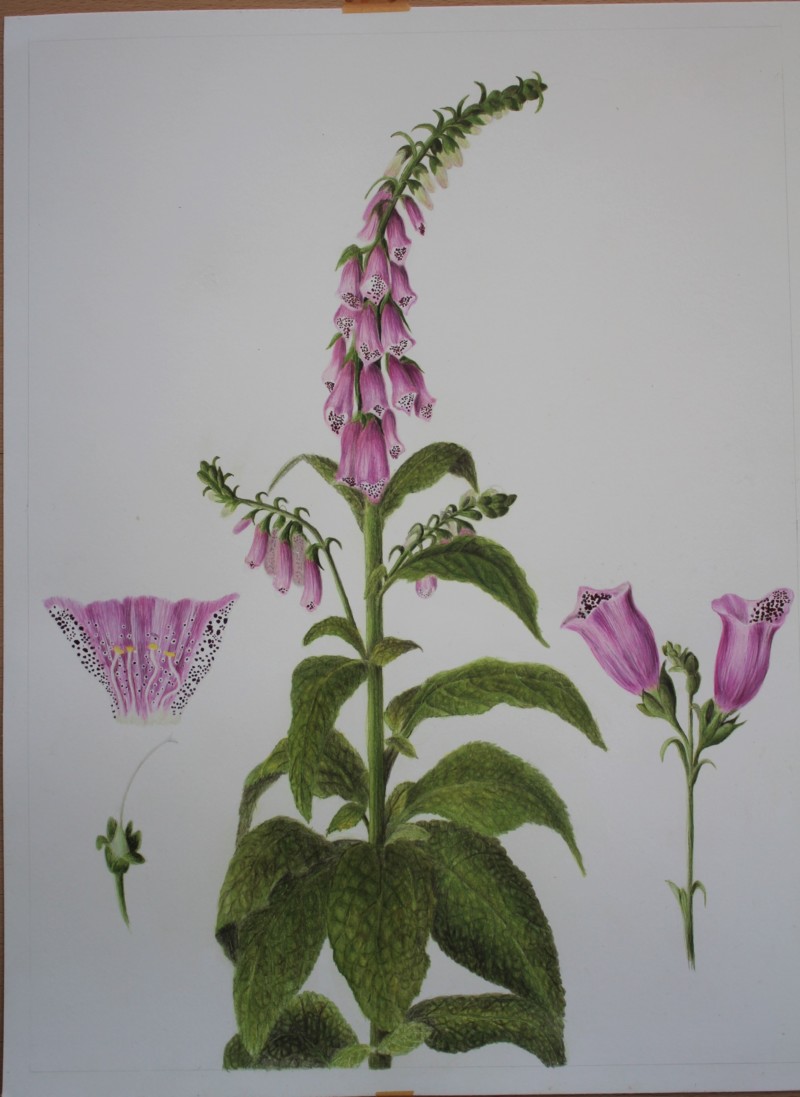 fox-gloves