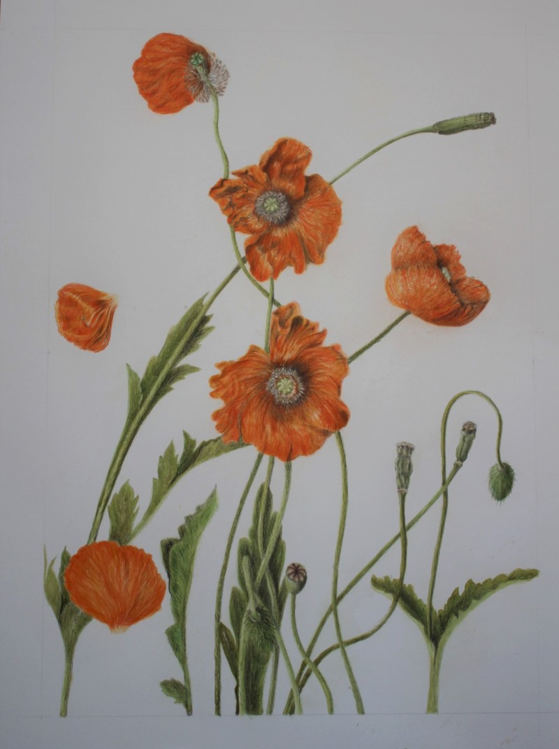 poppies-july