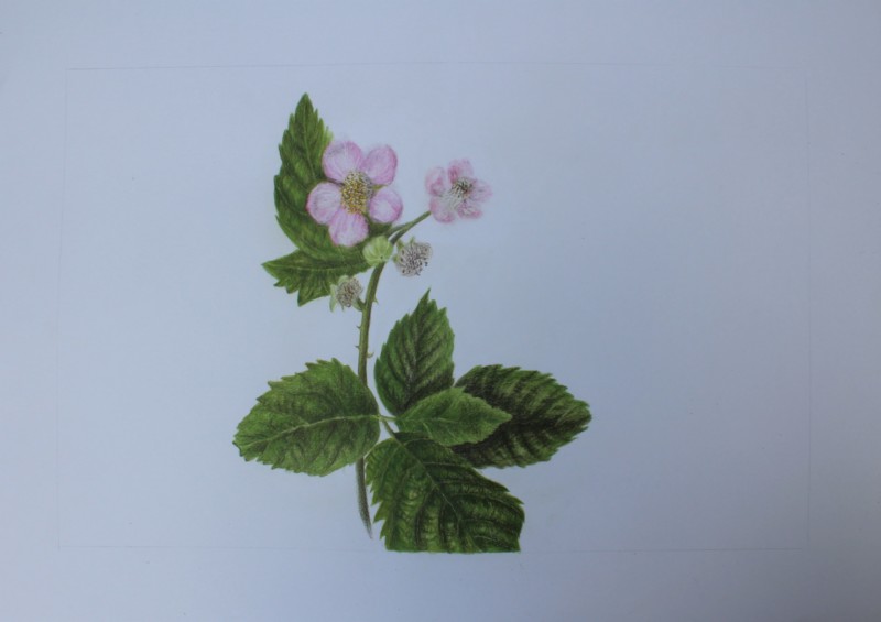 blackberry-2