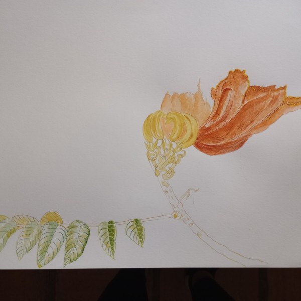 Spathodea campanulata