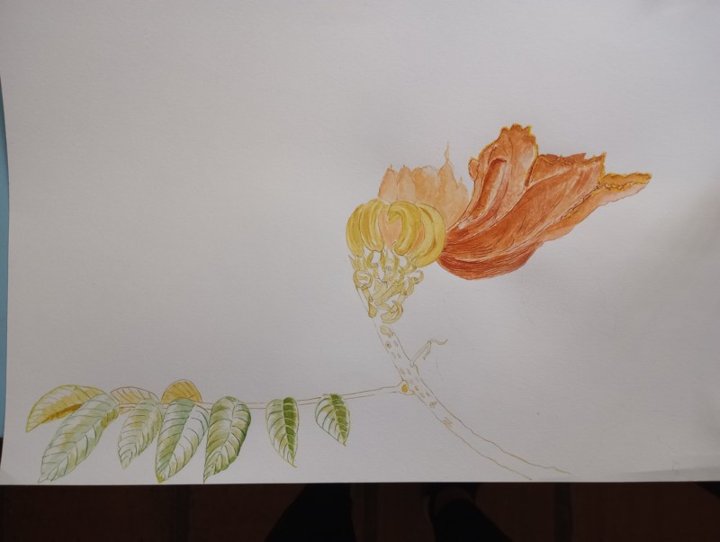spathodea-campanulata