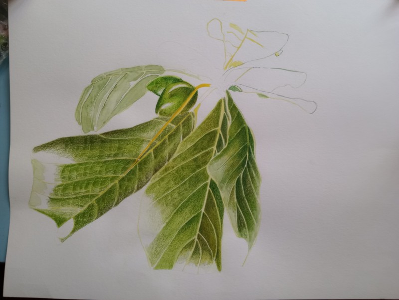 terminalia-catappa