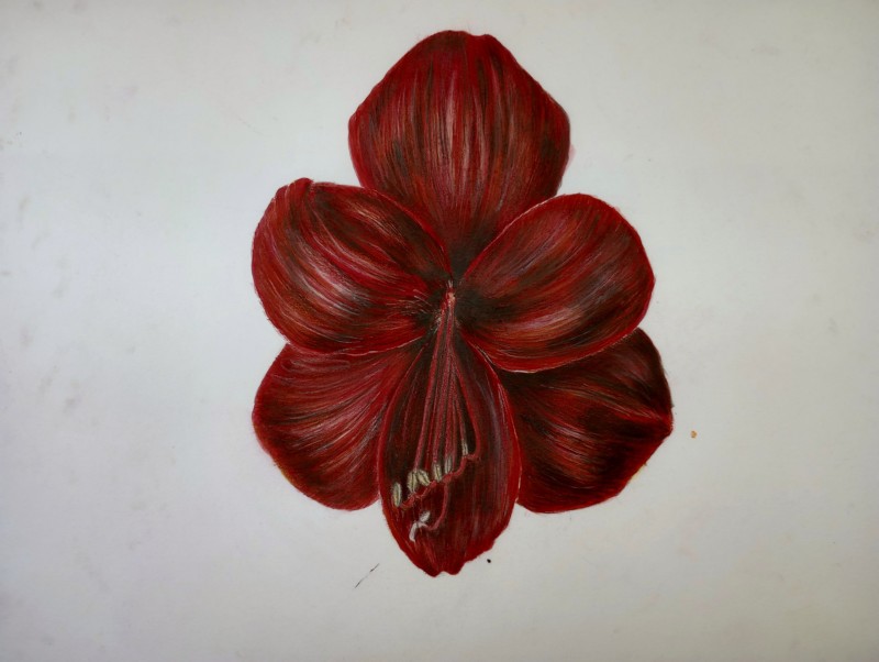 amaryllis-13