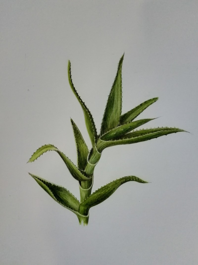 aloe-vera