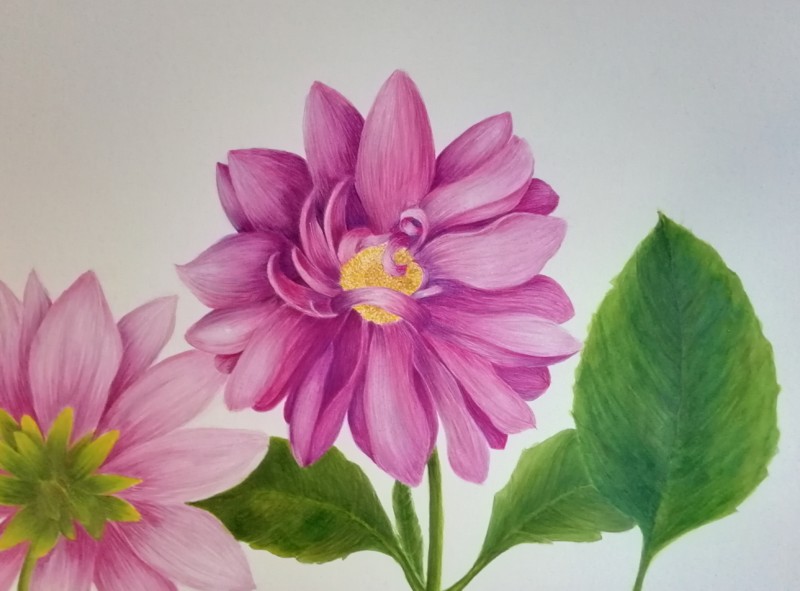 dhalia-2