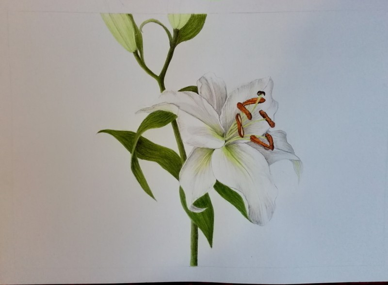 lilly-2