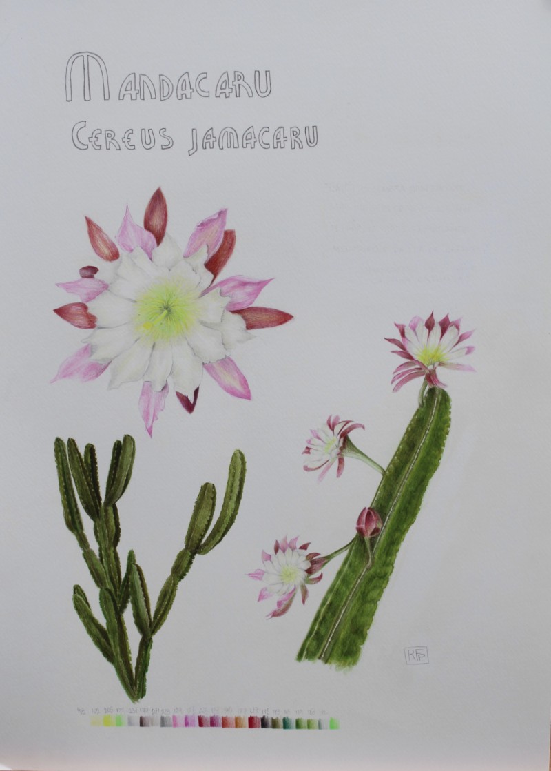 mandacaru-cereus-jamacaru