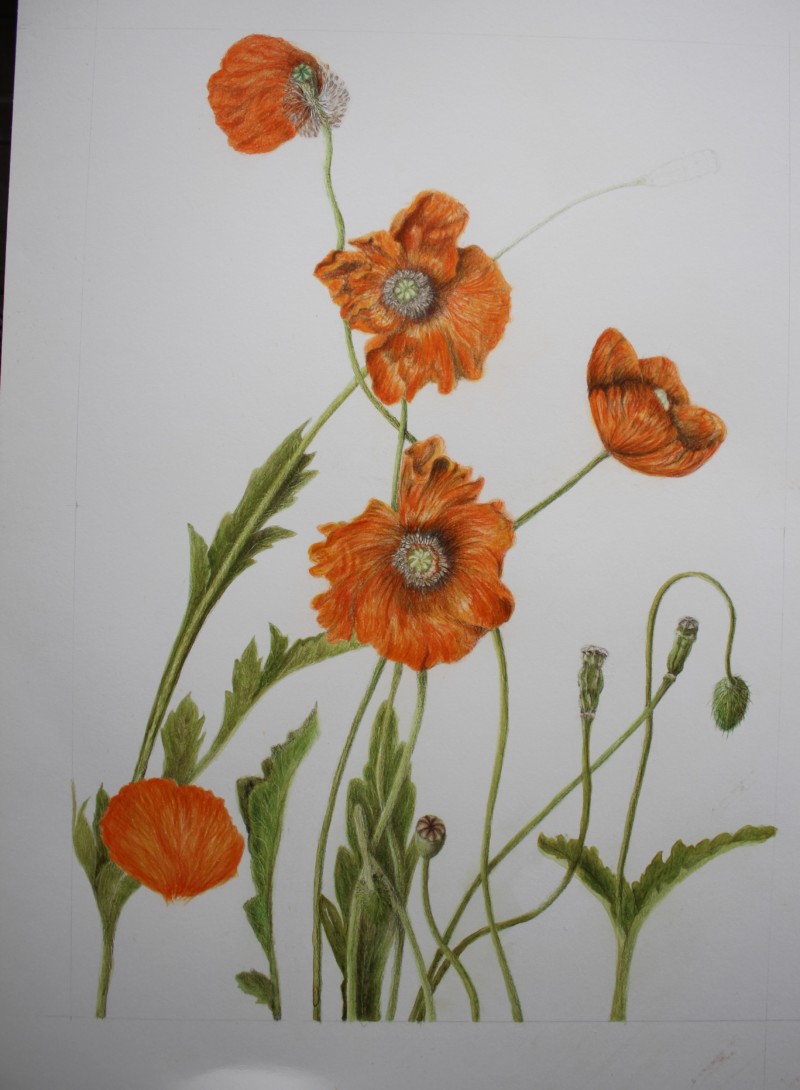poppies-june