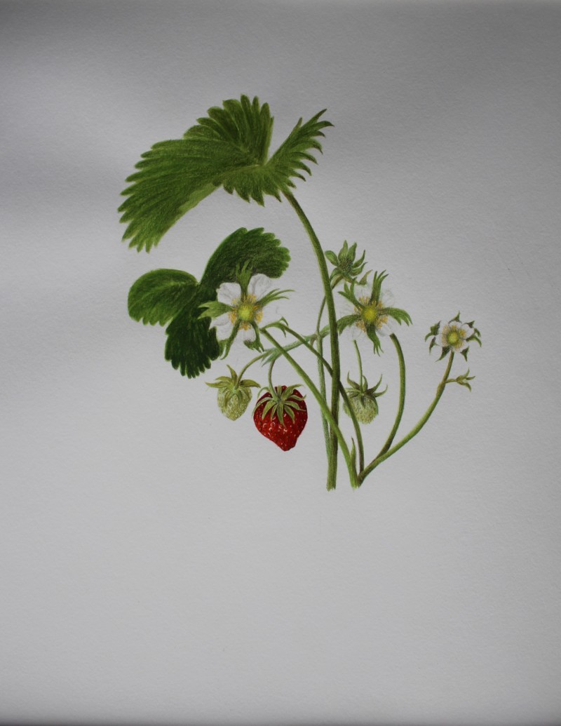 strawberry-june