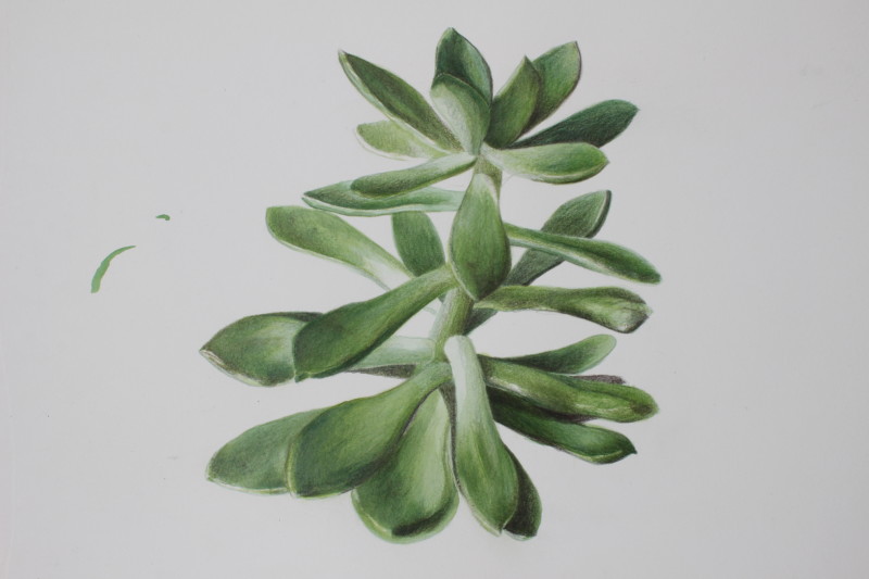 succulent