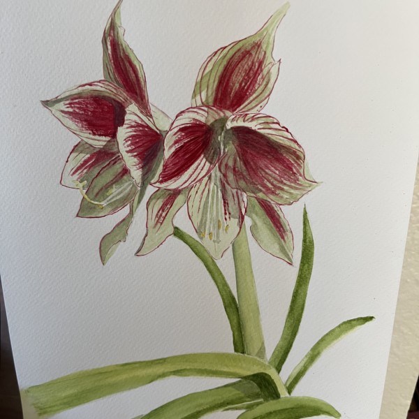 completed amaryllis