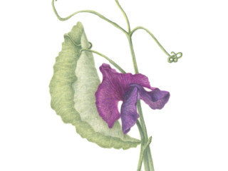 Sweet pea