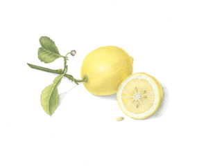 lemon low res