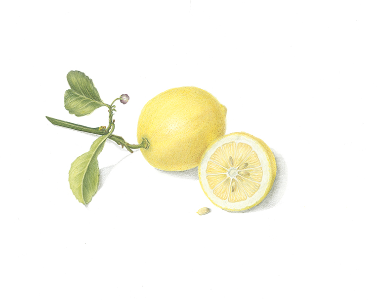lemon-low-res