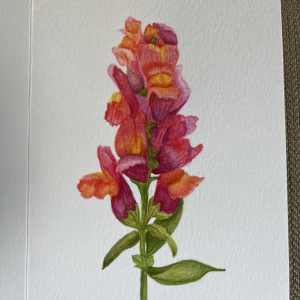 Watercolor Snapdragon - card series