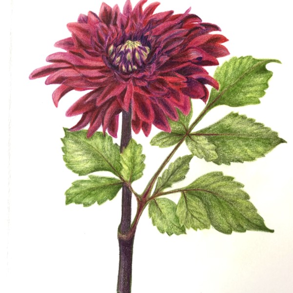 Zinnia - Card Series Drawing 
