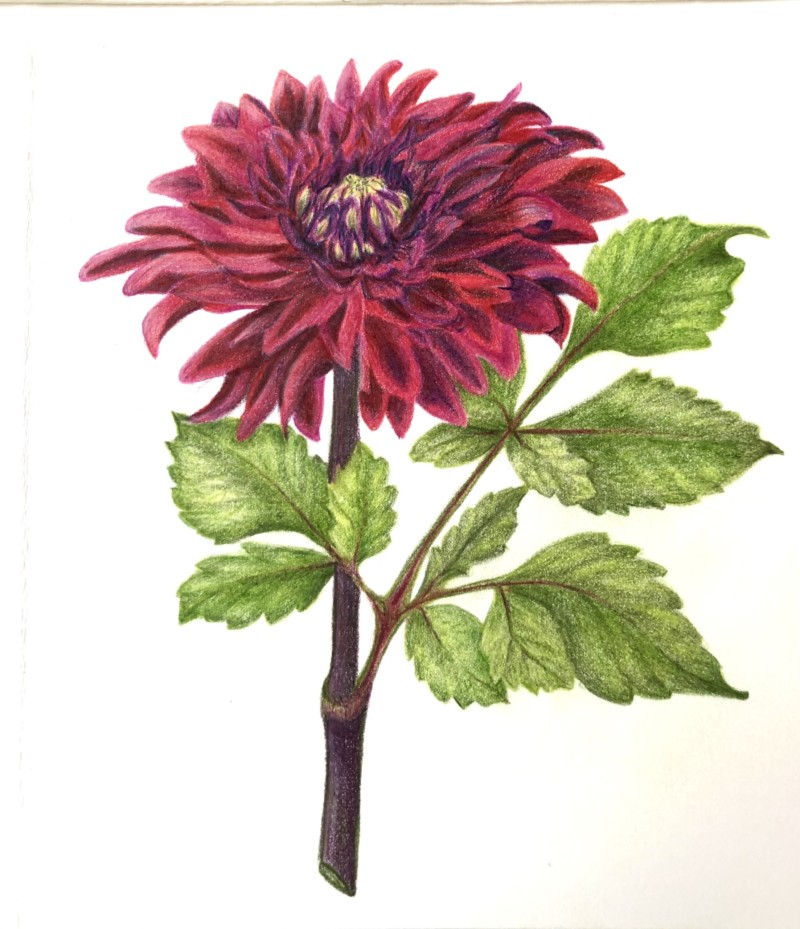 zinnia-card-series-drawing