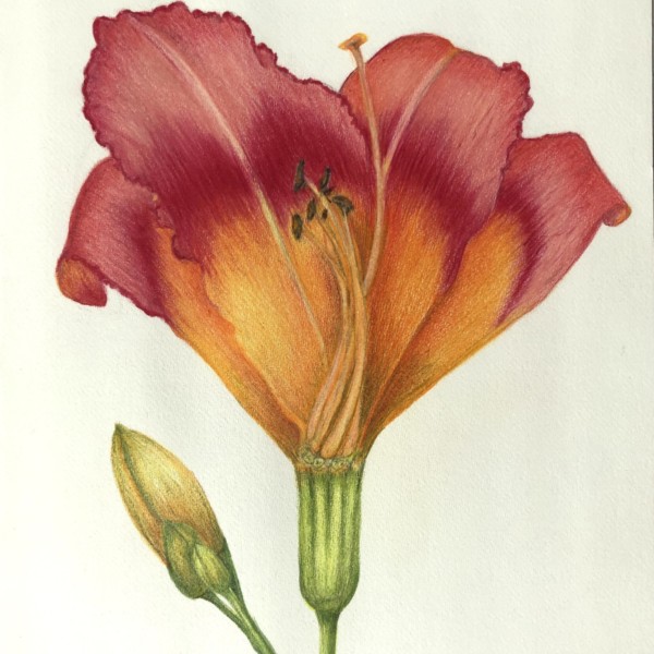 Day Lily Cross Section - Card Series