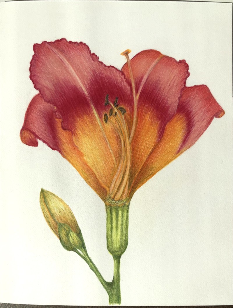 day-lily-cross-section-card-series